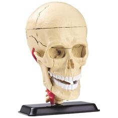 Модель черепа з нервами збірна 9 см SK010 Edu-Toys 39 деталей Модель черепа з нервами збірна 9 см SK010 Edu-Toys 39 деталей