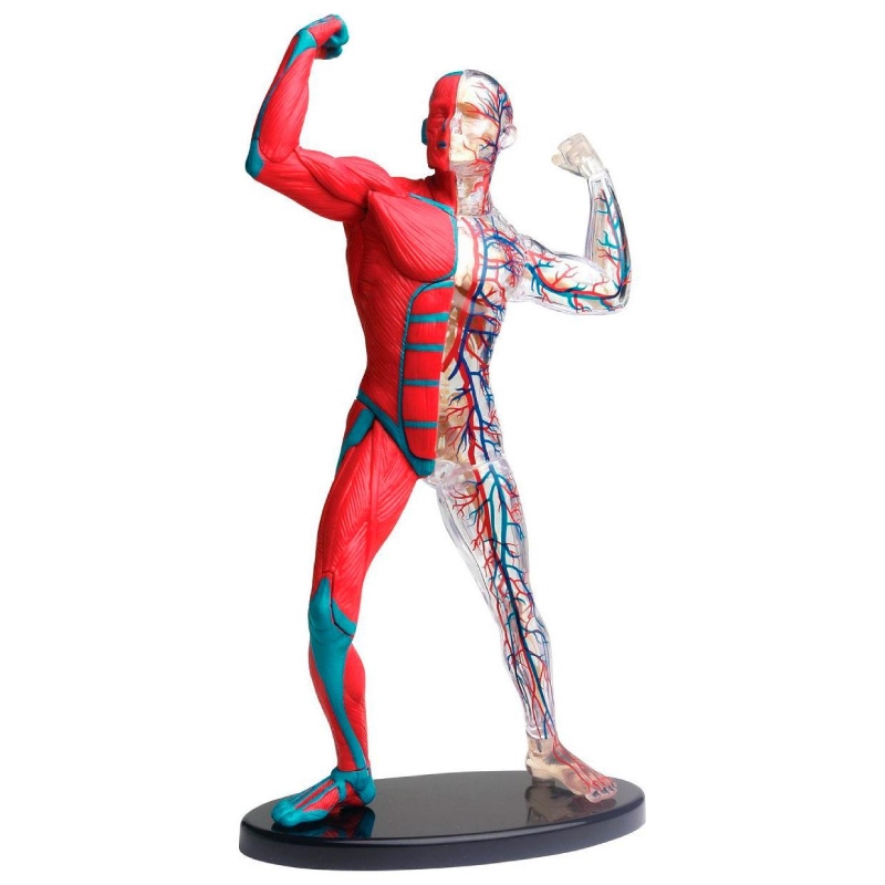 Модель м'язів і скелета людини збірна 19 см SK056 Edu-Toys 38 деталей