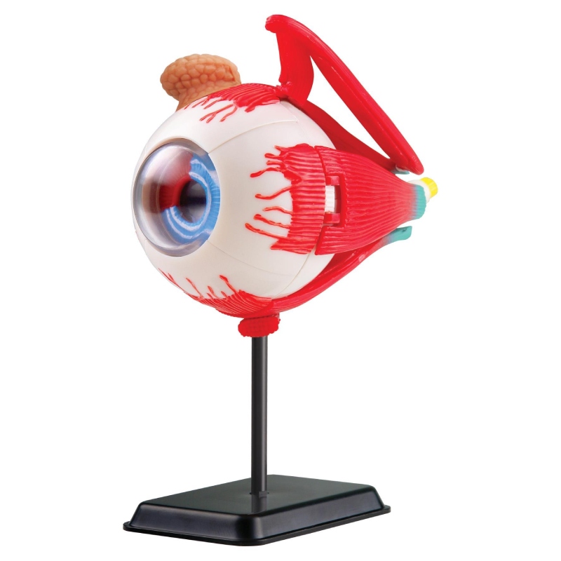 Модель очного яблука збірна 14 см SK007 Edu-Toys 35 деталей