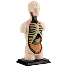 Модель тулуба людини збірна 12,7 см SK008 Edu-Toys 32 деталі Модель тулуба людини збірна 12,7 см SK008 Edu-Toys 32 деталі