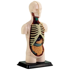 Модель тулуба людини збірна 12,7 см SK008 Edu-Toys 32 деталі Модель тулуба людини збірна 12,7 см SK008 Edu-Toys 32 деталі