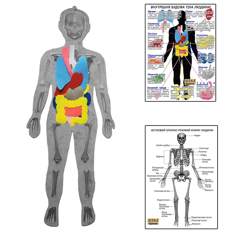 Скелет человека с органами с плакатами-указателями 236 HEGA